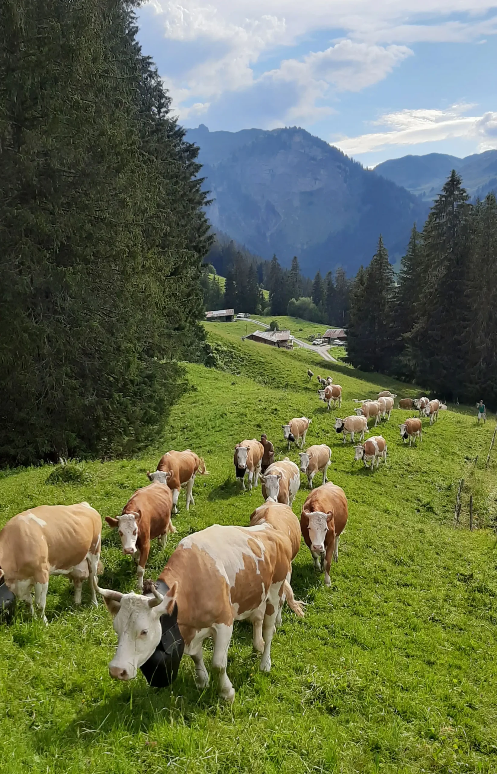 Chesery_Landwirtschaft_08