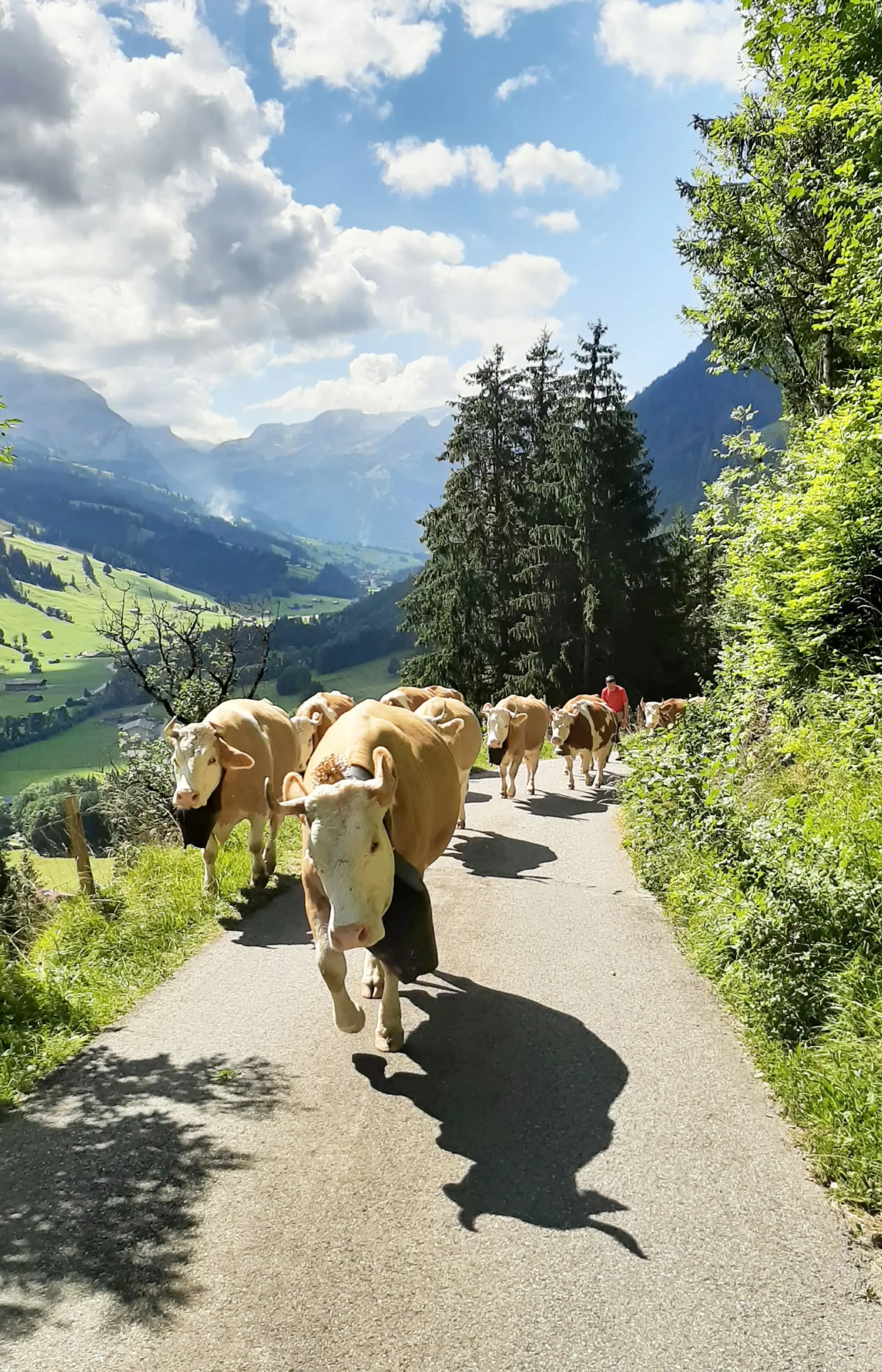 Chesery_Landwirtschaft_09