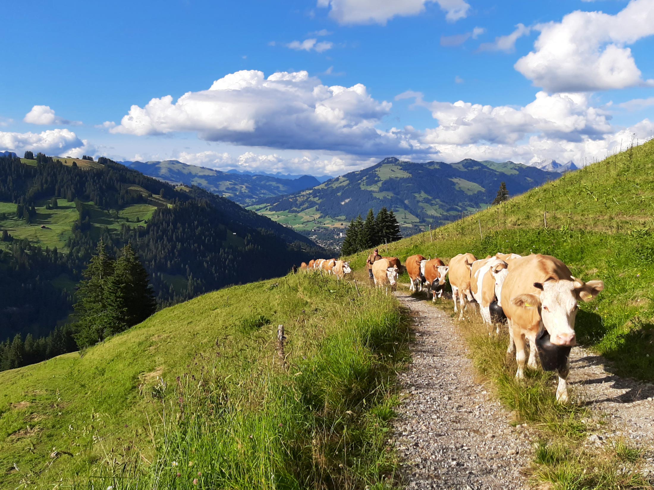 Landwirtschaft_Stalden_21